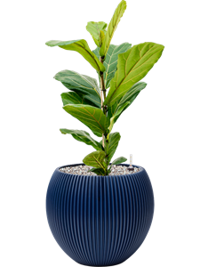 {{productViewItem.photos[photoViewList.activeNavIndex].Alt || productViewItem.photos[photoViewList.activeNavIndex].Description || 'Ficus lyrata in Capi Nature Groove Special'}}