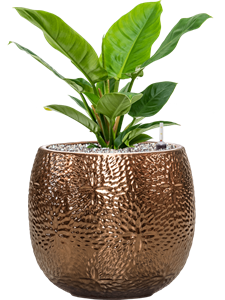 {{productViewItem.photos[photoViewList.activeNavIndex].Alt || productViewItem.photos[photoViewList.activeNavIndex].Description || 'Philodendron &#39;Imperial Green&#39; in Marly'}}