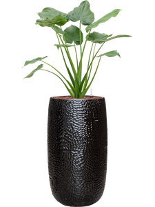 {{productViewItem.photos[photoViewList.activeNavIndex].Alt || productViewItem.photos[photoViewList.activeNavIndex].Description || 'Alocasia cucullata in Marly'}}