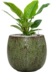 {{productViewItem.photos[photoViewList.activeNavIndex].Alt || productViewItem.photos[photoViewList.activeNavIndex].Description || 'Philodendron &#39;Imperial Green&#39; in Marly'}}