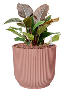 {{productViewItem.photos[photoViewList.activeNavIndex].Alt || productViewItem.photos[photoViewList.activeNavIndex].Description || 'Philodendron &#39;Imperial Red&#39; in Vibes Fold'}}