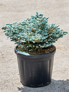 Abies koreana 'Kohouts Icebreaker'