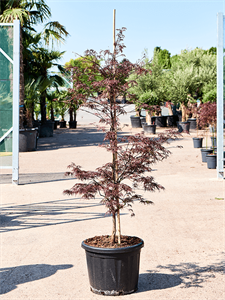 {{productViewItem.photos[photoViewList.activeNavIndex].Alt || productViewItem.photos[photoViewList.activeNavIndex].Description || 'Acer Palmatum &#39;Dissectum Garnet&#39; (170-210'}}