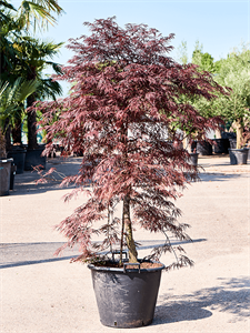 Acer palmatum 'Garnet' (170-200) Special stem