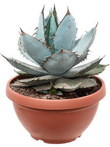 Agave titanota 'Blue Ice'