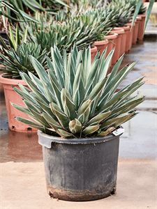 Agave ferdinandi 'Regis'