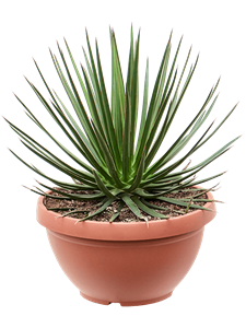 Agave ocahui