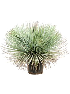 Agave stricta Green/gray