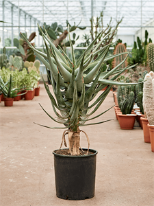 Aloe dichotoma (100-120) Stem