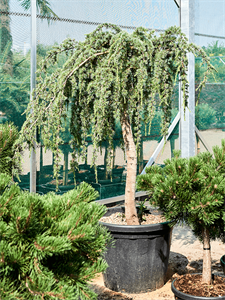 Cedrus atlantica 'Glauca Pendula''