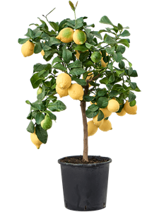 {{photo.Alt || photo.Description || 'Citrus (Citrofortunella) lemon'}}