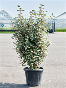 Elaeagnus ebbingei 'Compacta'