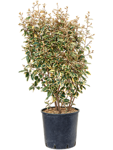 Elaeagnus ebbingei 'Viveleg'