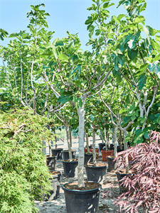 Ficus carica (200-250)
