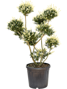 Ilex crenata (70-90)