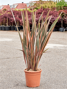 Phormium tenax 'Rainbow Queen'