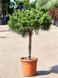 Pinus nigra 'Pierrick Bregeon' (100-120)