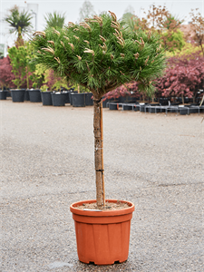 Pinus nigra 'Pierrick Bregeon' (140-160)