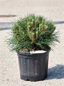 Pinus nigra 'Marie Bregeon'