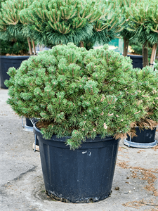 Pinus mugo 'Ophir'