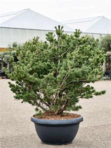 Pinus parviflora 'Bergman' (140-160)