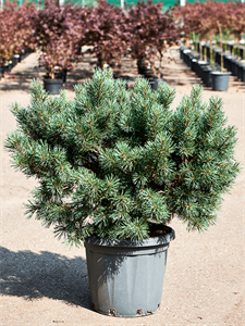 Pinus sylvestris 'Watereri Nana' (80-90)