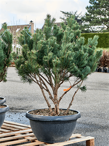 Pinus sylvestris 'Watereri Nana' (140-160)
