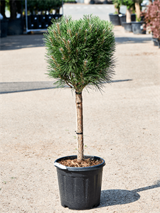 Pinus nigra 'Summer Breeze'