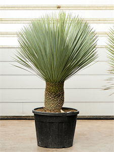 Yucca rostrata (160-170)