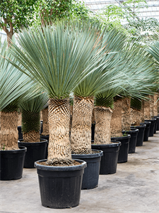 Yucca rostrata (170-200)