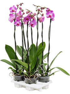 Phalaenopsis 'Tsarine Pink' 4/tray 2-branches grandiflora rose