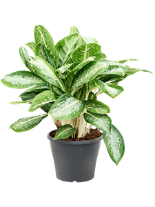 Aglaonema 'Milky way'