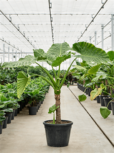 Alocasia macrorrhiza