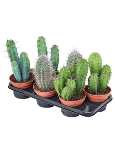 Cactus mischen