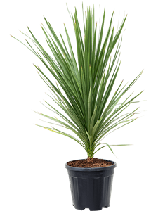 Cordyline australis 'Peko'