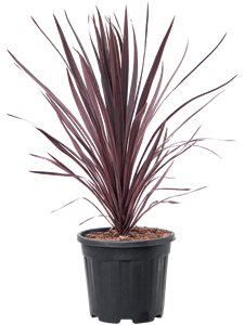 Cordyline australis 'Black Night'