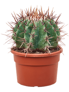 Echinocactus ingens -