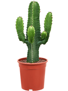 Euphorbia acrurensis (60-80)