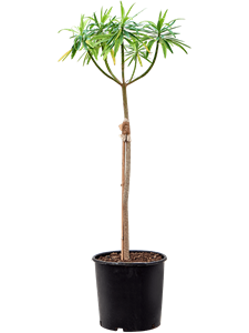 Euphorbia dendroides (120-150)