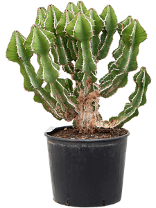 Euphorbia fortissima (65-75)