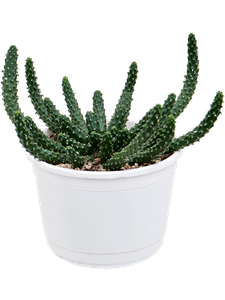 Euphorbia inermis -