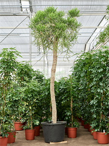 Euphorbia tirucalli Stem