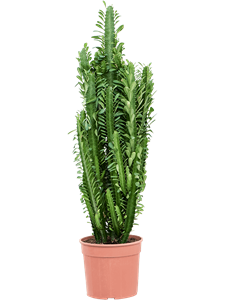 Euphorbia trigona