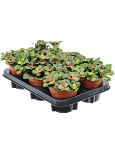 {{productViewItem.photos[photoViewList.activeNavIndex].Alt || productViewItem.photos[photoViewList.activeNavIndex].Description || 'Fittonia &#39;Bubble Red&#39; 6/tray'}}