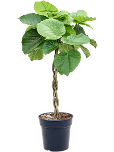 Ficus umbellata