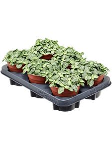 {{productViewItem.photos[photoViewList.activeNavIndex].Alt || productViewItem.photos[photoViewList.activeNavIndex].Description || 'Fittonia &#39;White Tiger&#39; 6/tray'}}