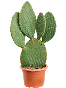 Opuntia galapageia