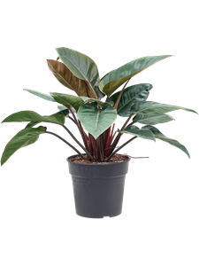 Philodendron 'Red Beauty' Bush