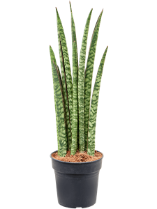 Sansevieria cylindrica 'Liv' 4/tray