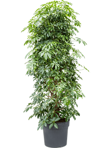 {{photo.Alt || photo.Description || 'Schefflera arboricola &#39;Compacta&#39;'}}